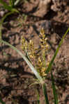 Yellow nutsedge <BR>Chufa